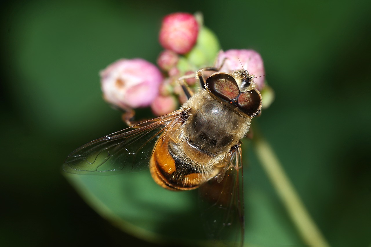 insect  macro  nature free photo