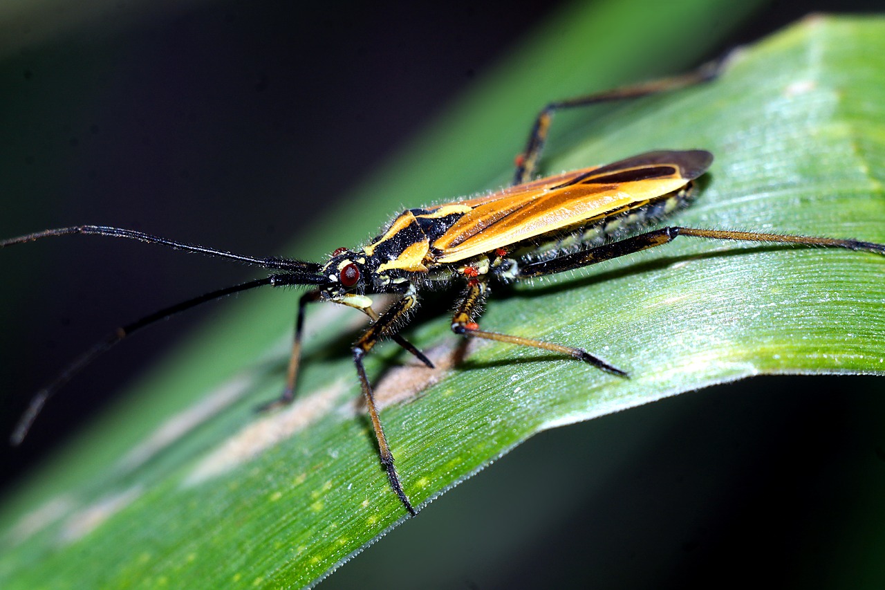 insect  macro  nature free photo