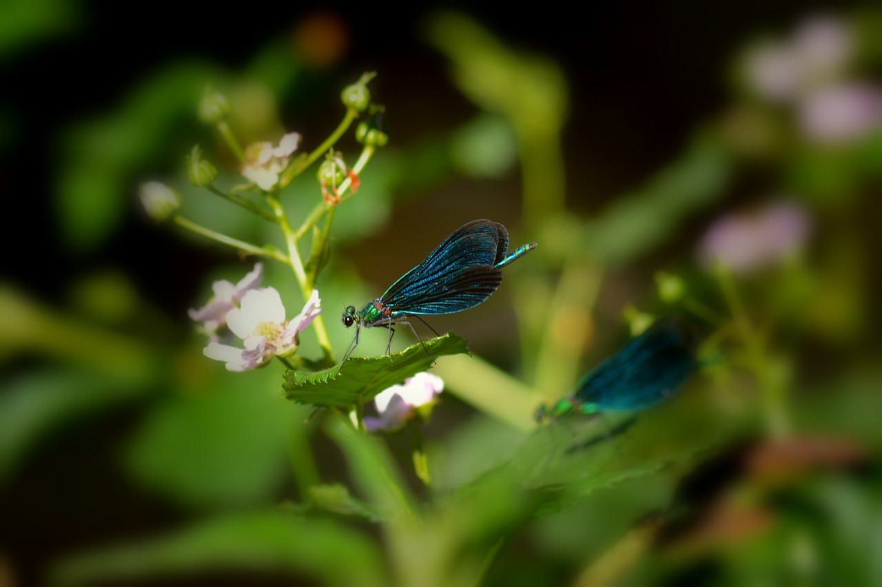 insect  natural  colors free photo