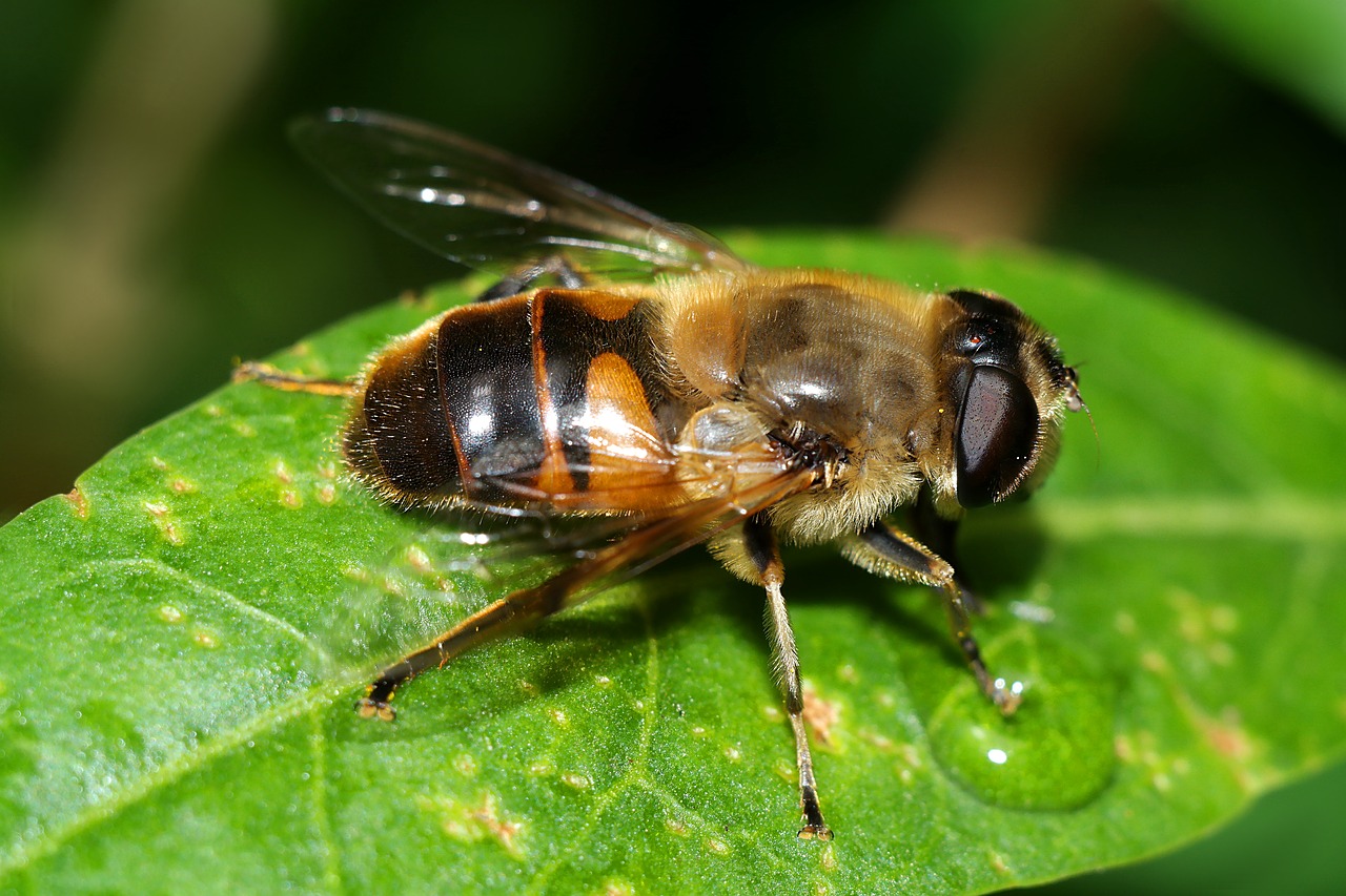 insect  macro  nature free photo