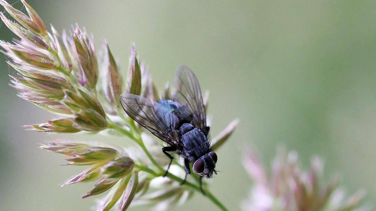 insect  fly  macro free photo