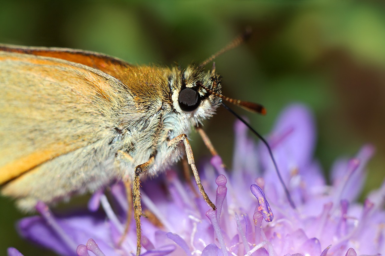 insect  karłątek kniejnik  closeup free photo