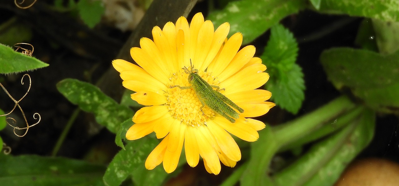 insect  cricket  flower free photo