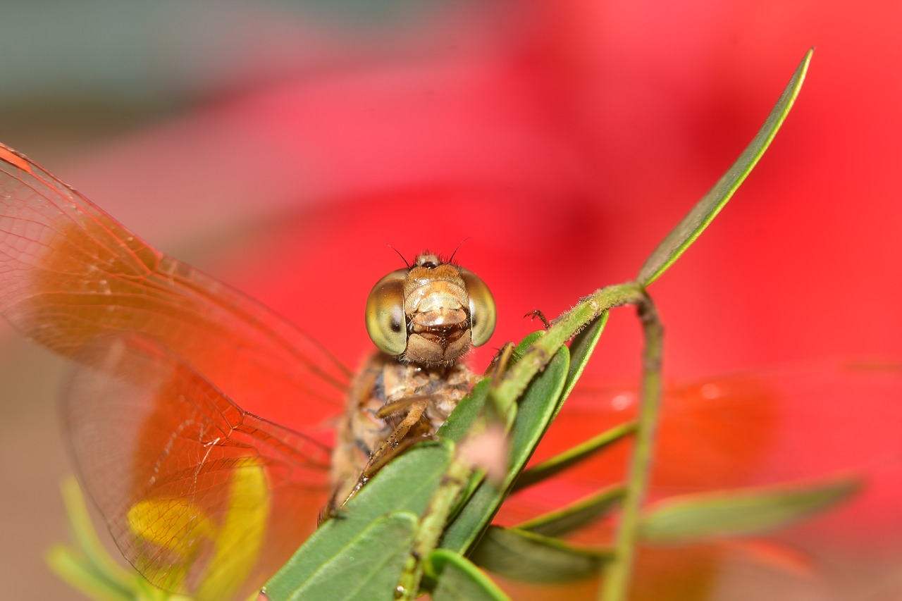 insect  dragon fly  green insects free photo