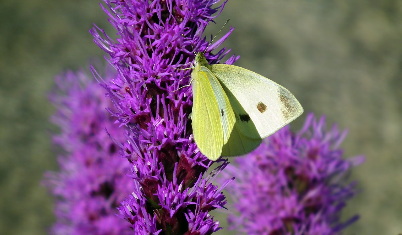 insect  butterfly  flower free photo