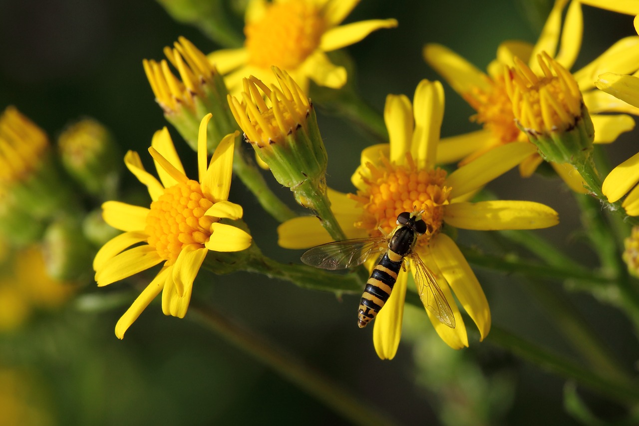 insect  hoverfly  yellow flower free photo
