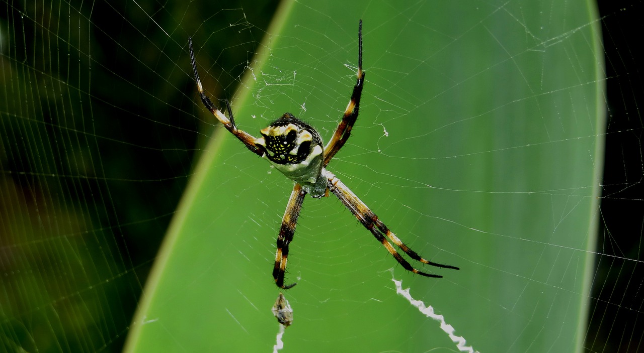 insect  macro  spider free photo