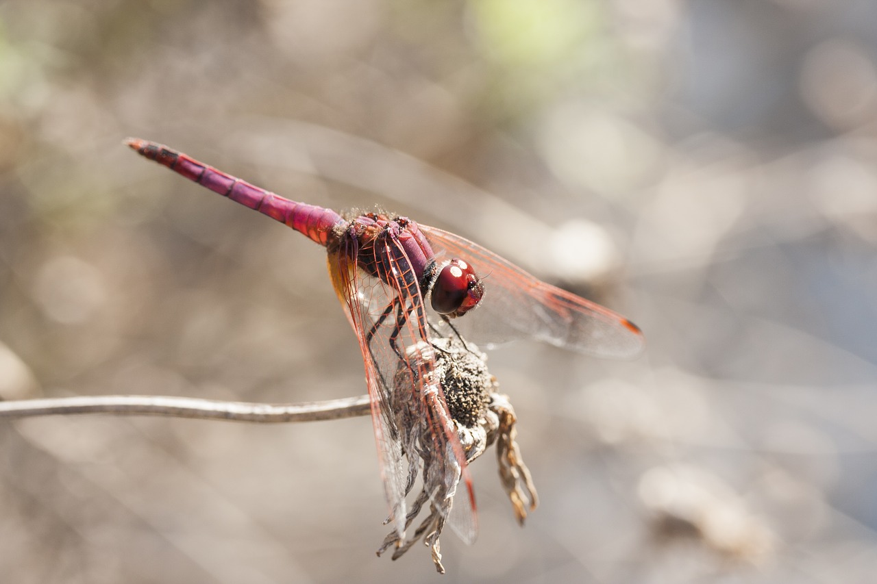 insect  fly  wing free photo