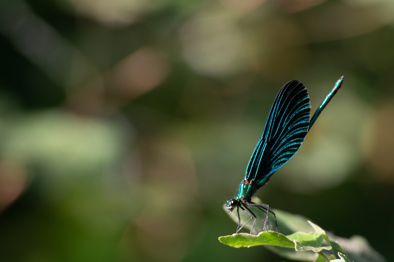 insect  butterfly  nature free photo