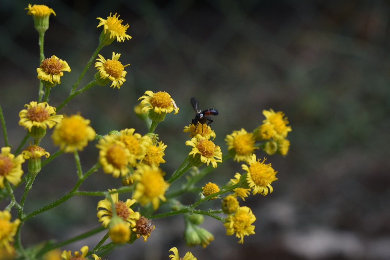 insect  macro  plant free photo