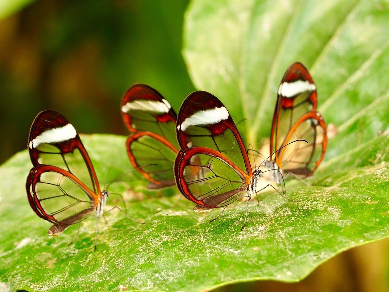 insect  butterfly  close up free photo