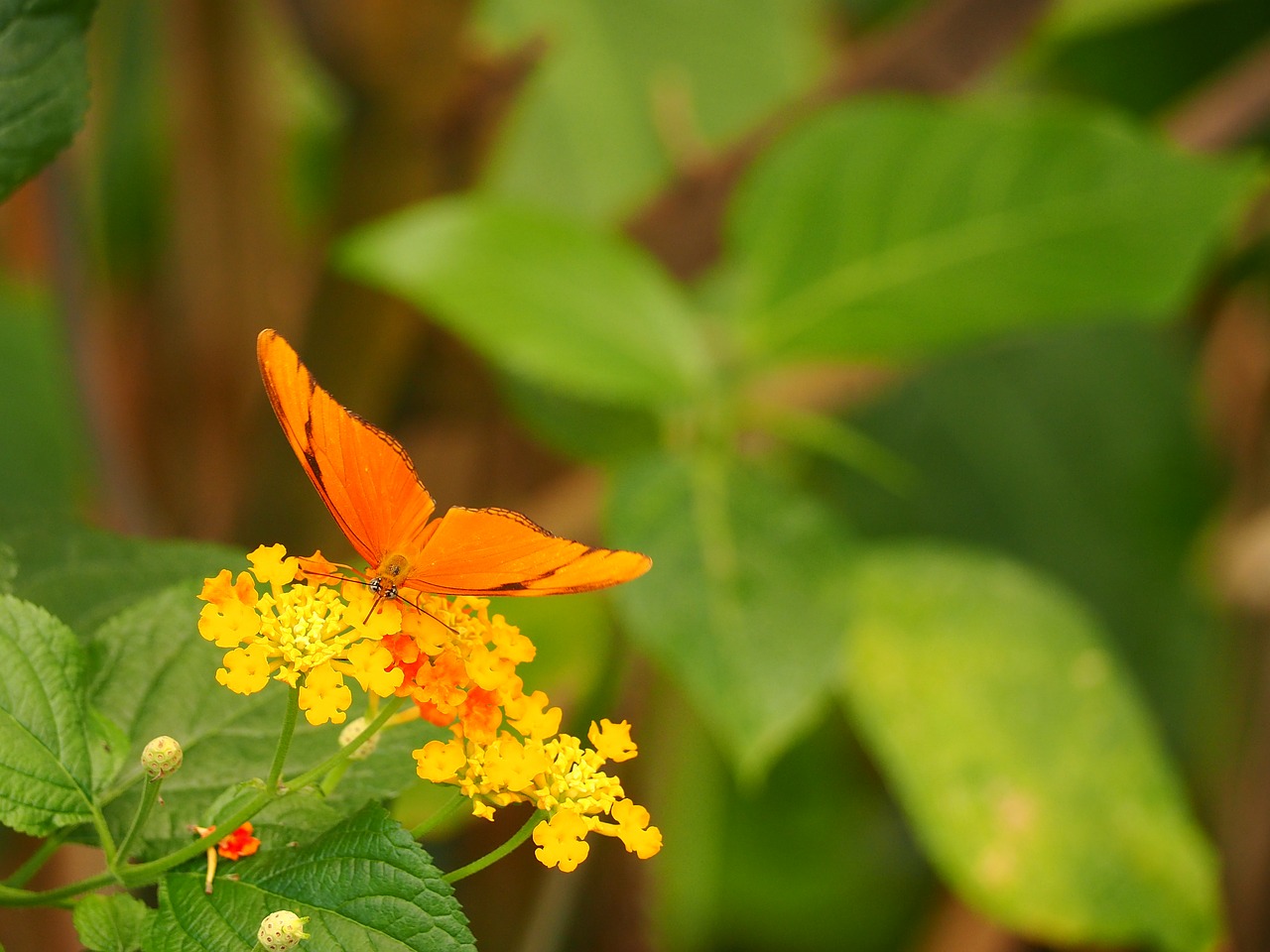 insect  butterfly  close up free photo