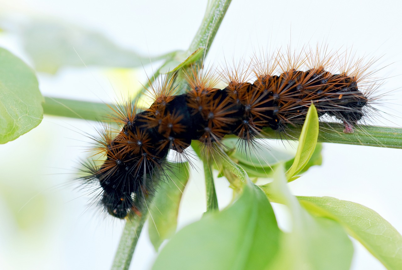 insect  caterpillar  garden free photo