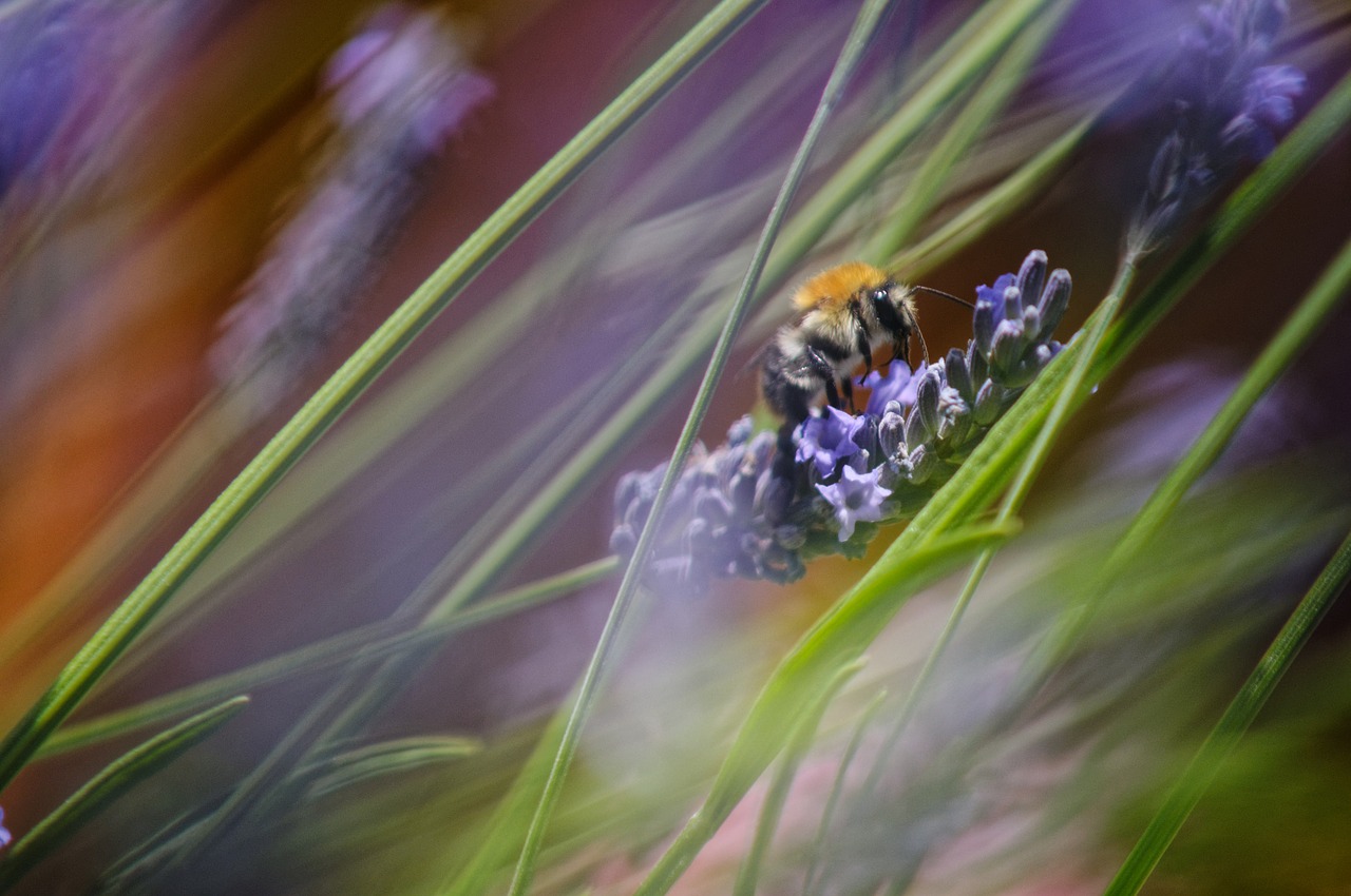 insect  lavender  grass free photo