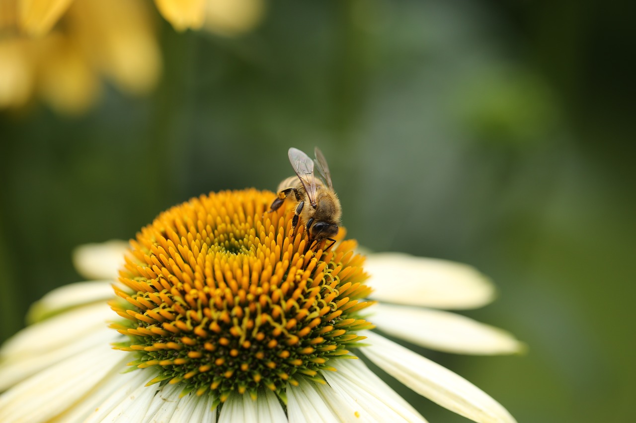 insect  bee  coneflower free photo