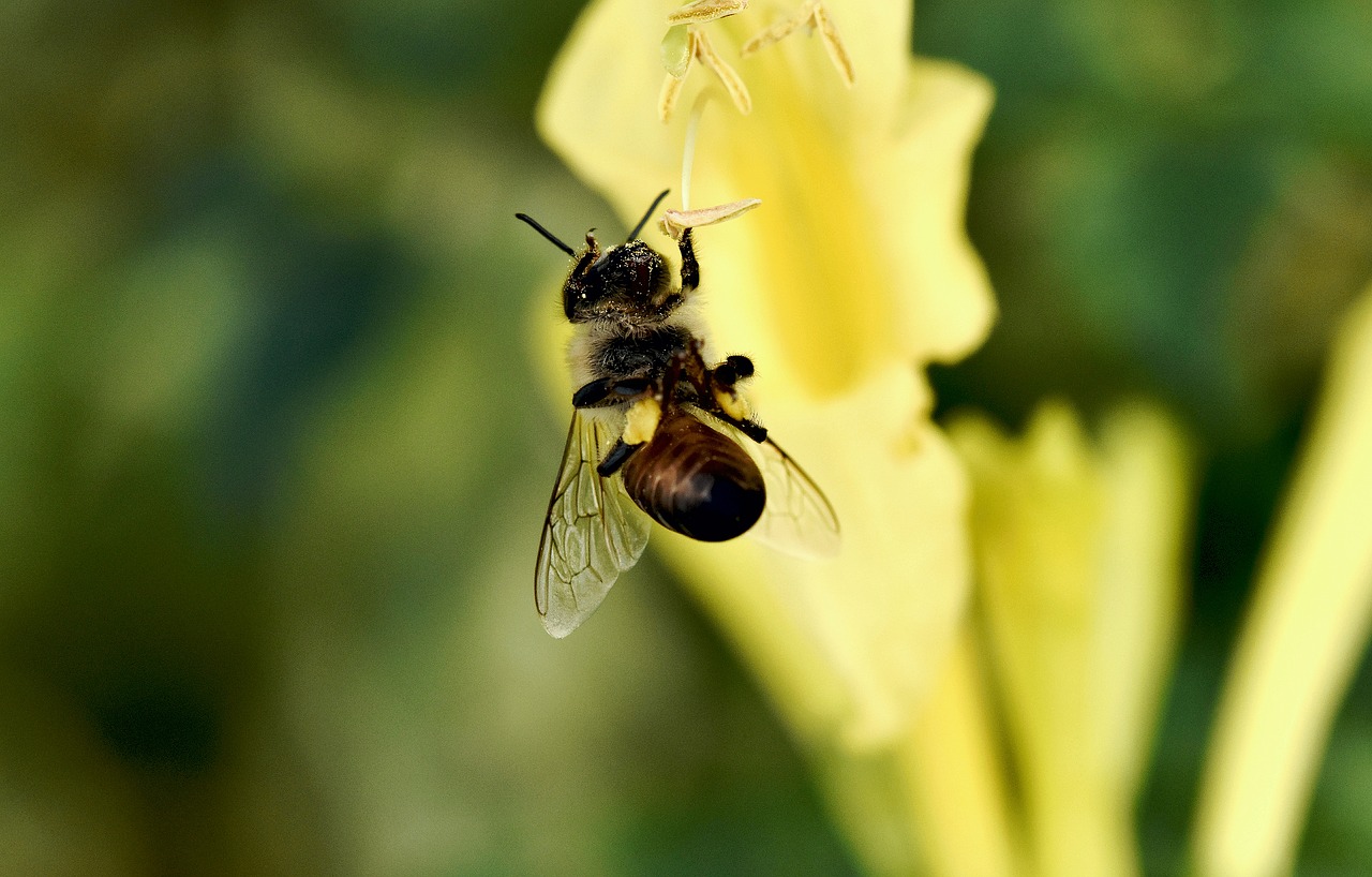 insect  bee  pollination free photo