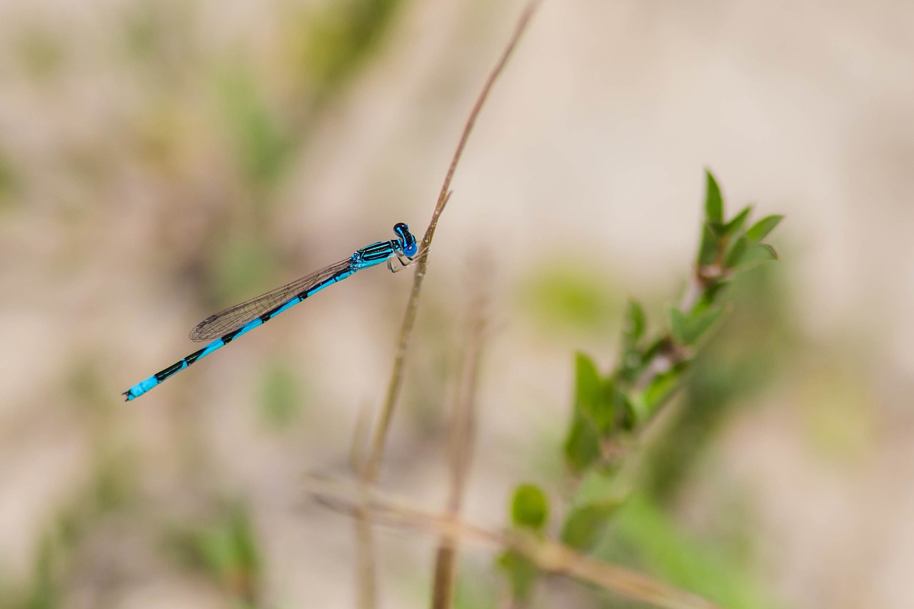 insect  blue  branch free photo