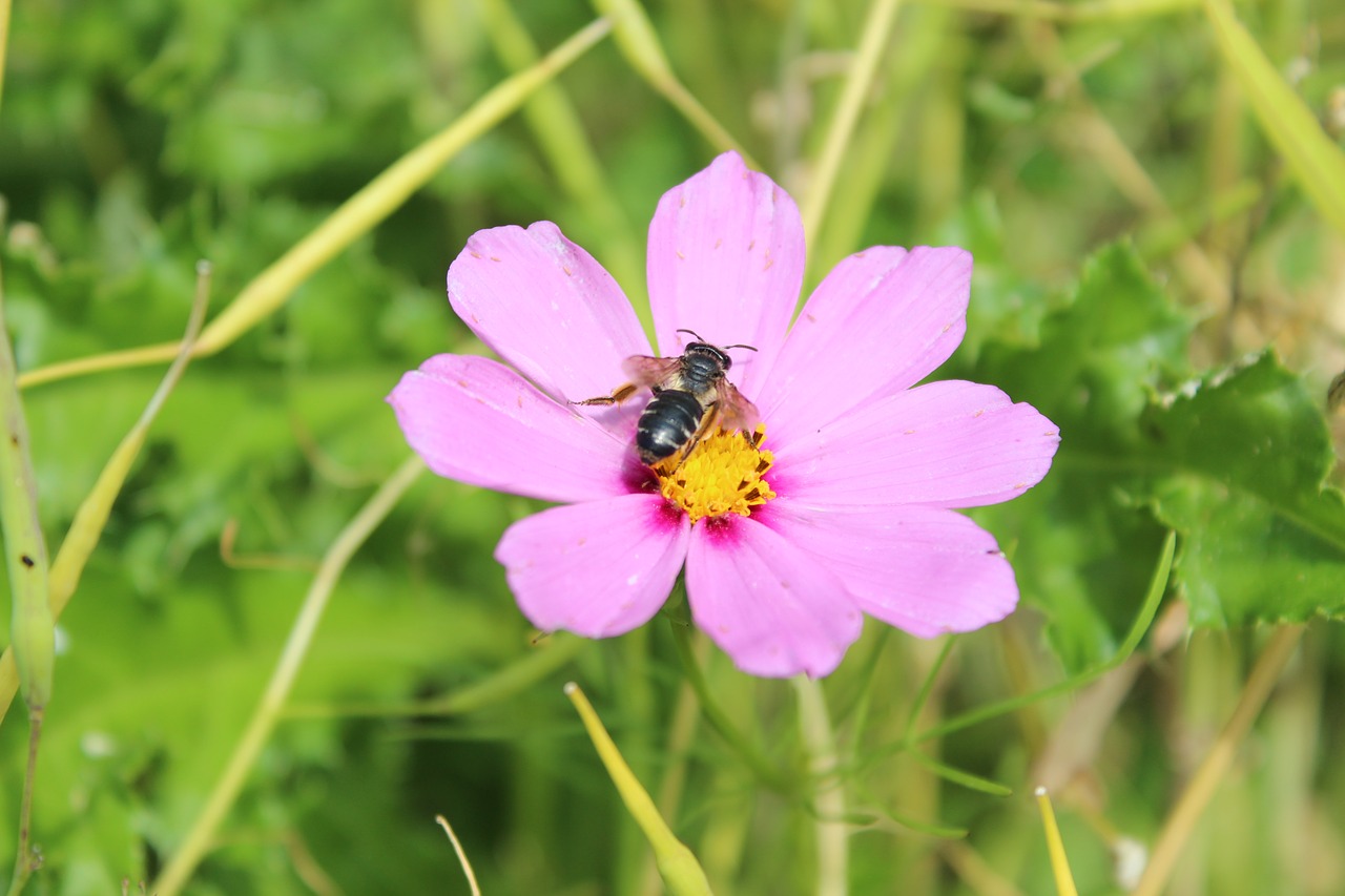 insect  nature  flowers free photo