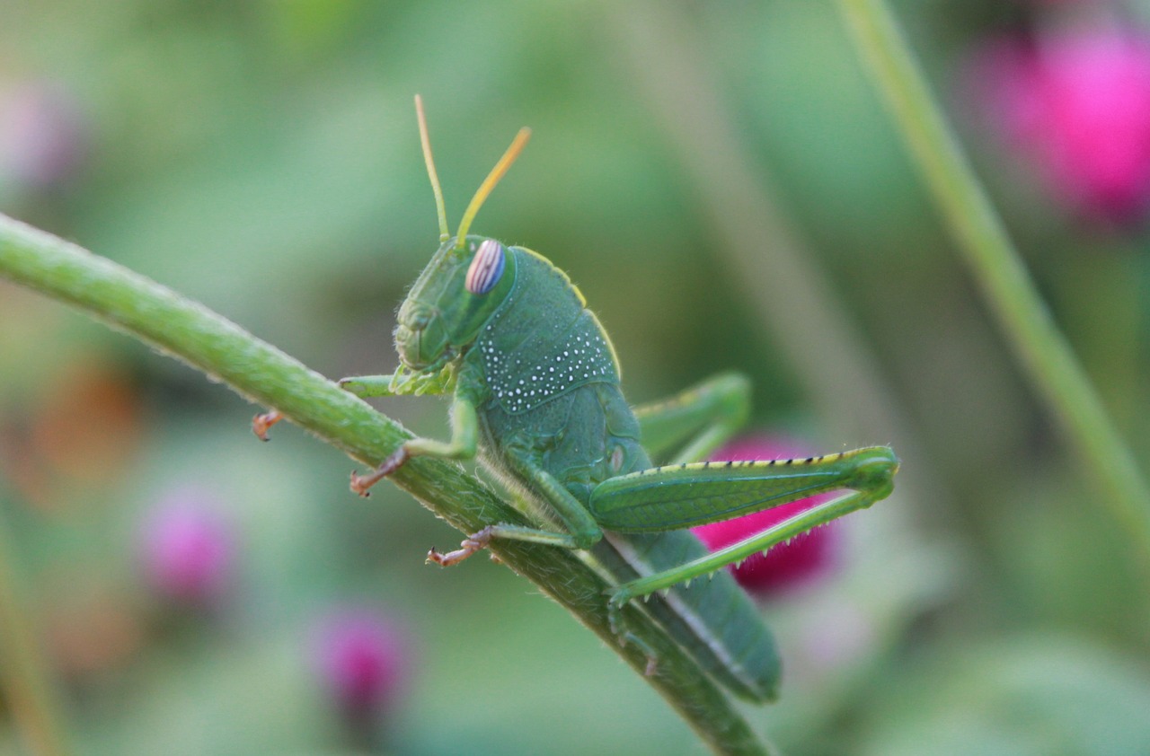 insect  grasshopper  green free photo