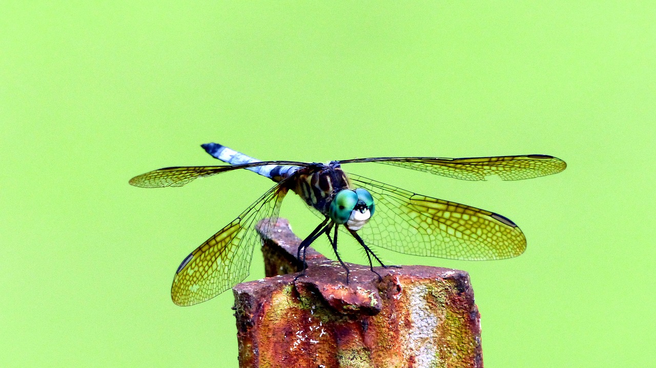 insect  dragonfly  wings free photo