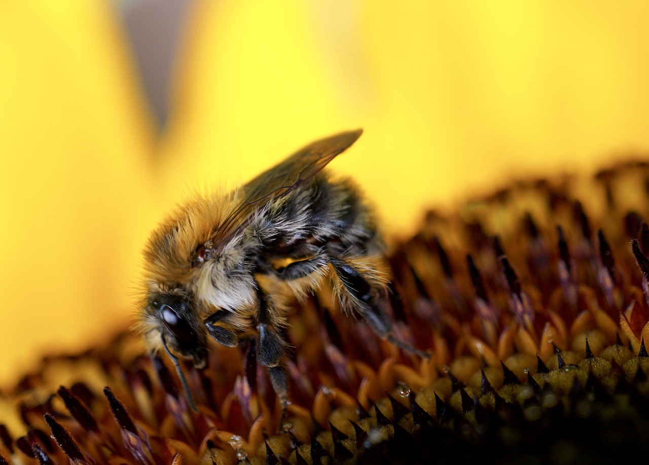 insect  nature  bee free photo