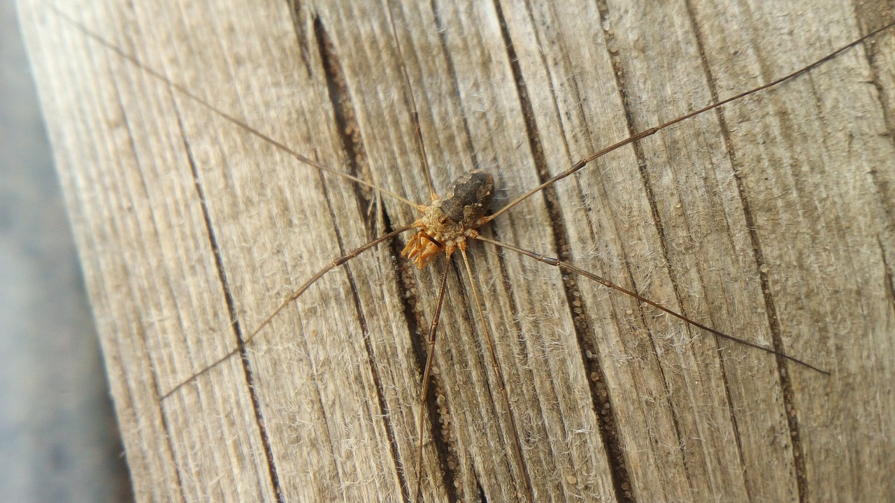 insect  arthropod  spider free photo