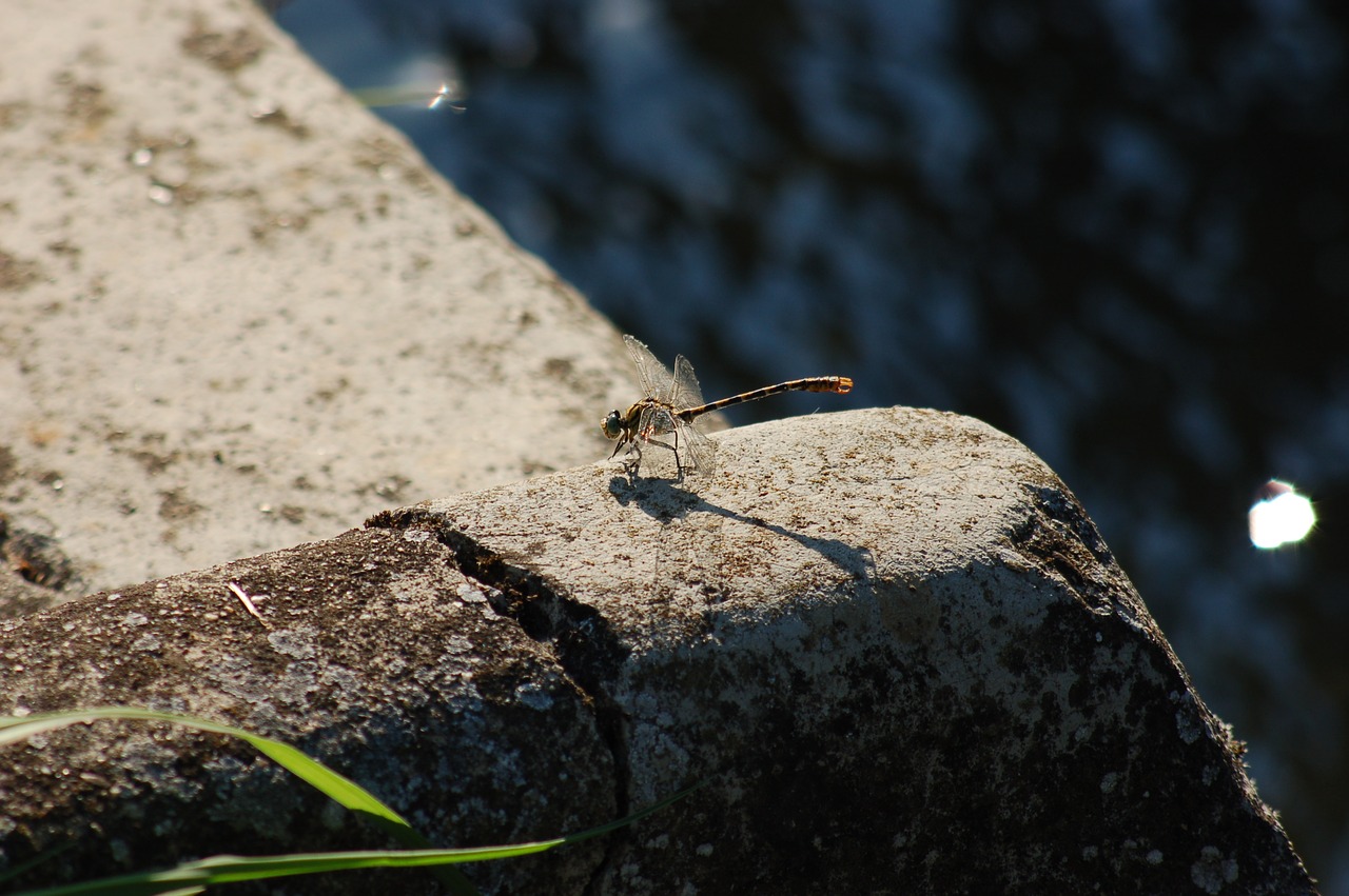 insect  dragonfly  nature free photo