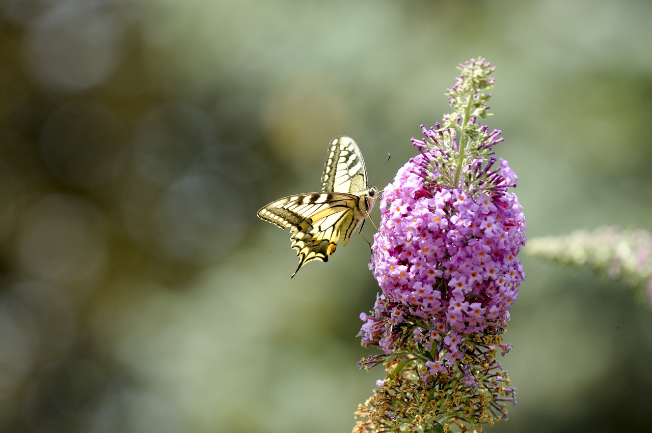 insect  butterfly  dovetail free photo