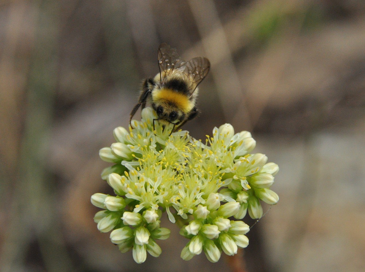 insect  forage  flower free photo