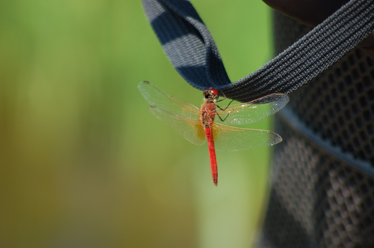 Summer fly. Алая Стрекоза. Аля Стрекоза Кинешма.