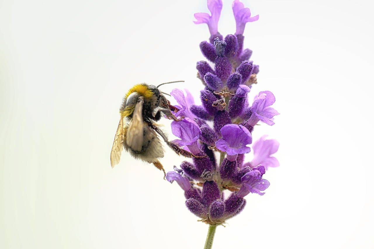 insect  bee  nature free photo