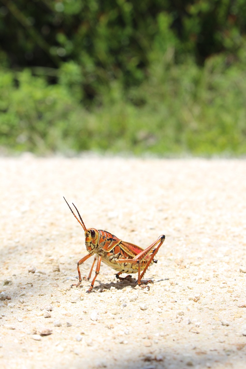 insect  orange  summer free photo