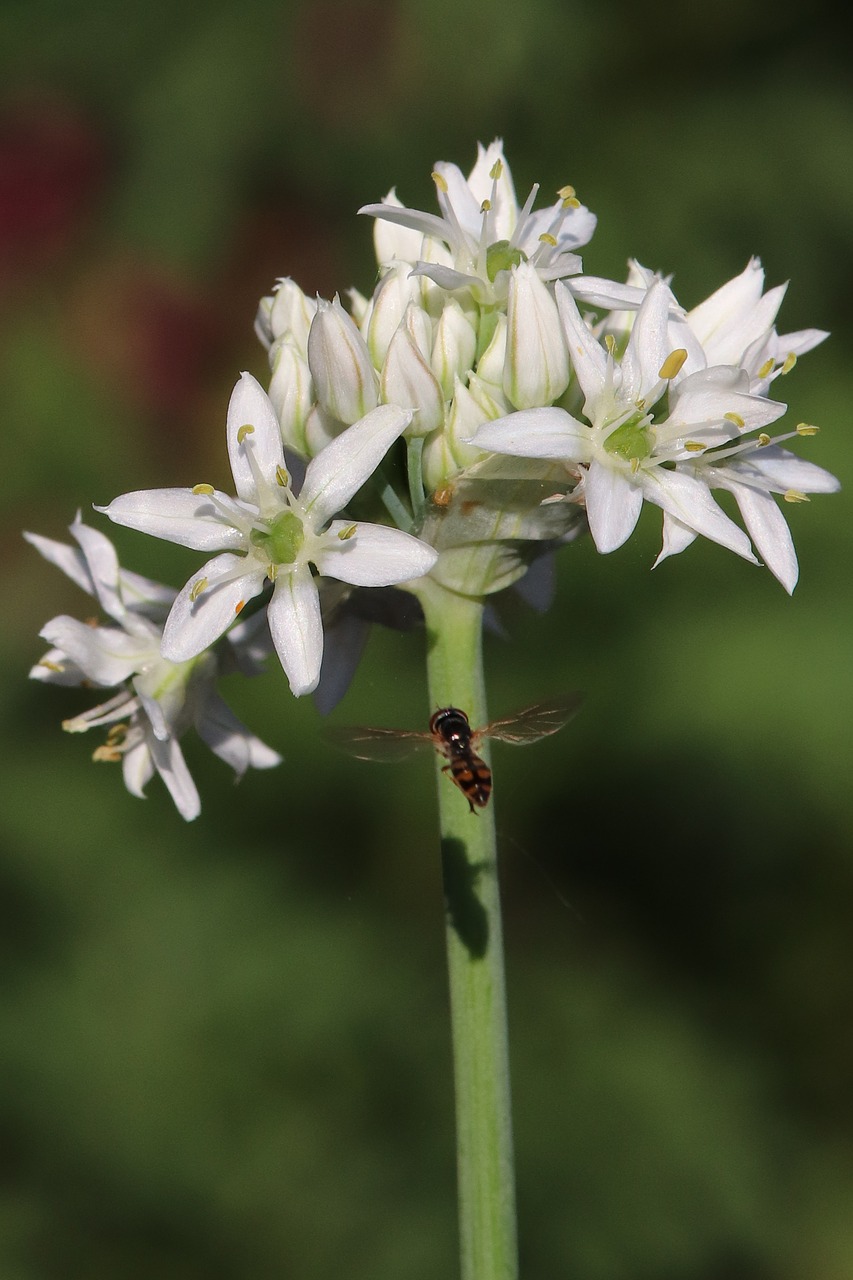 insect  flight  onion blossom free photo