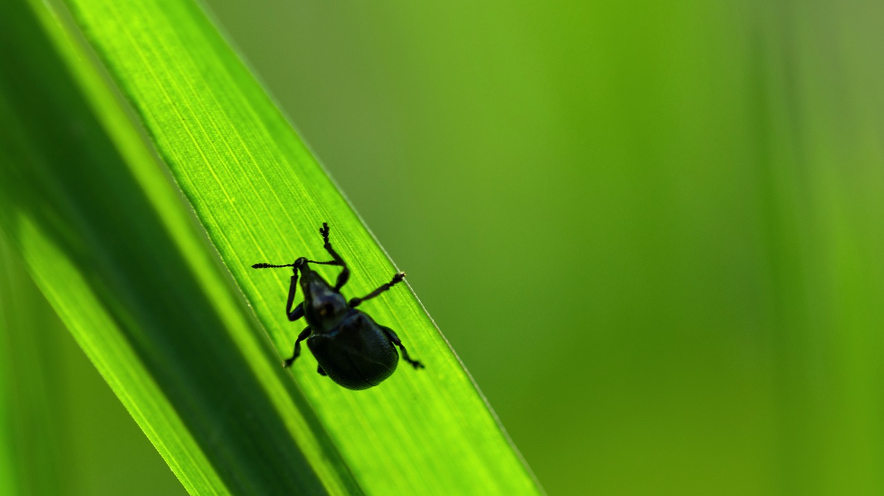 insect  light  seeds free photo