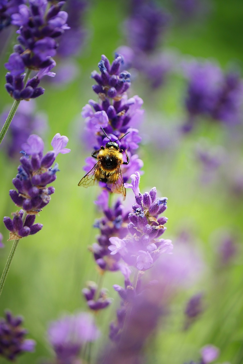 insect  hummel  bee free photo