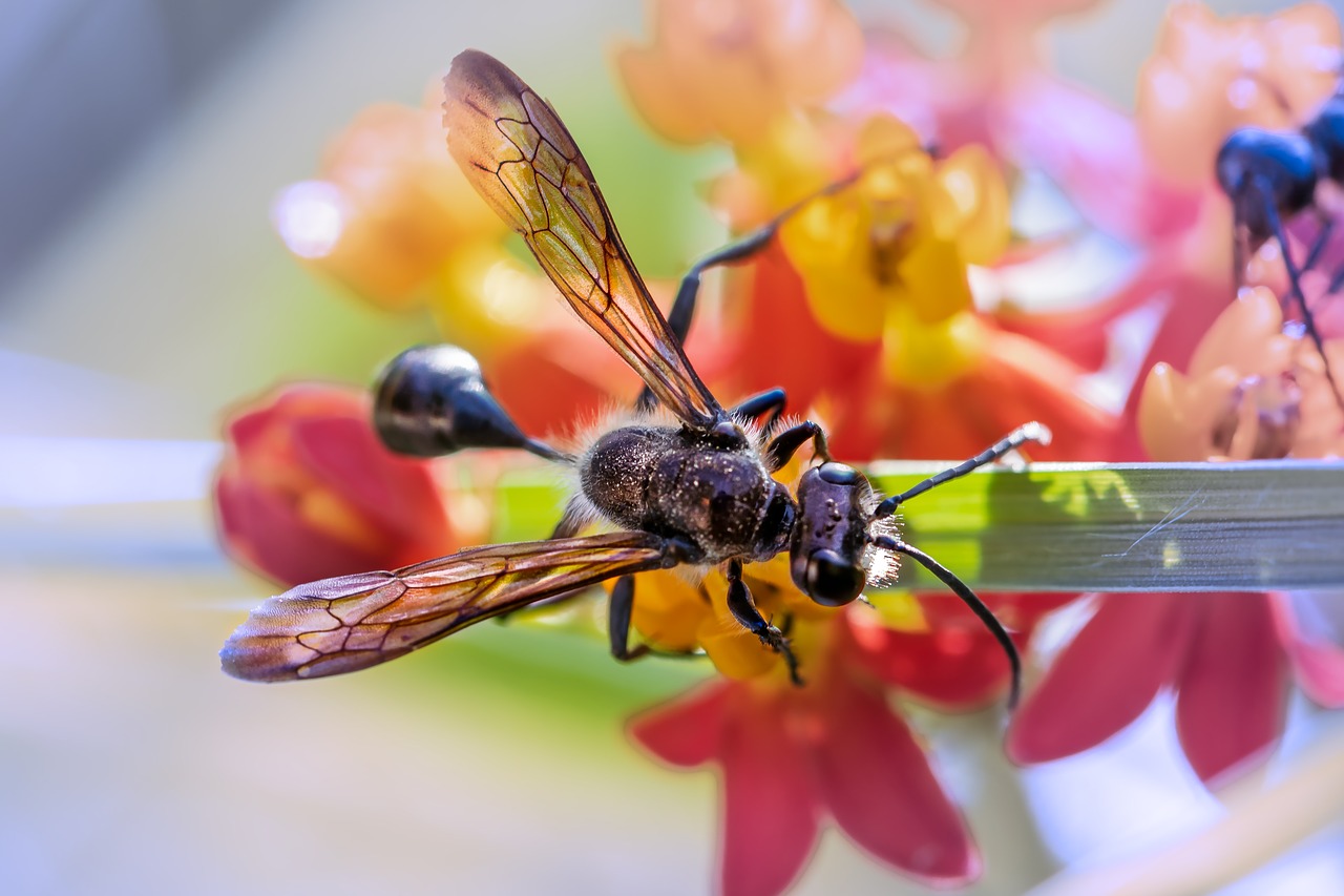 insect  flying ant  nature free photo