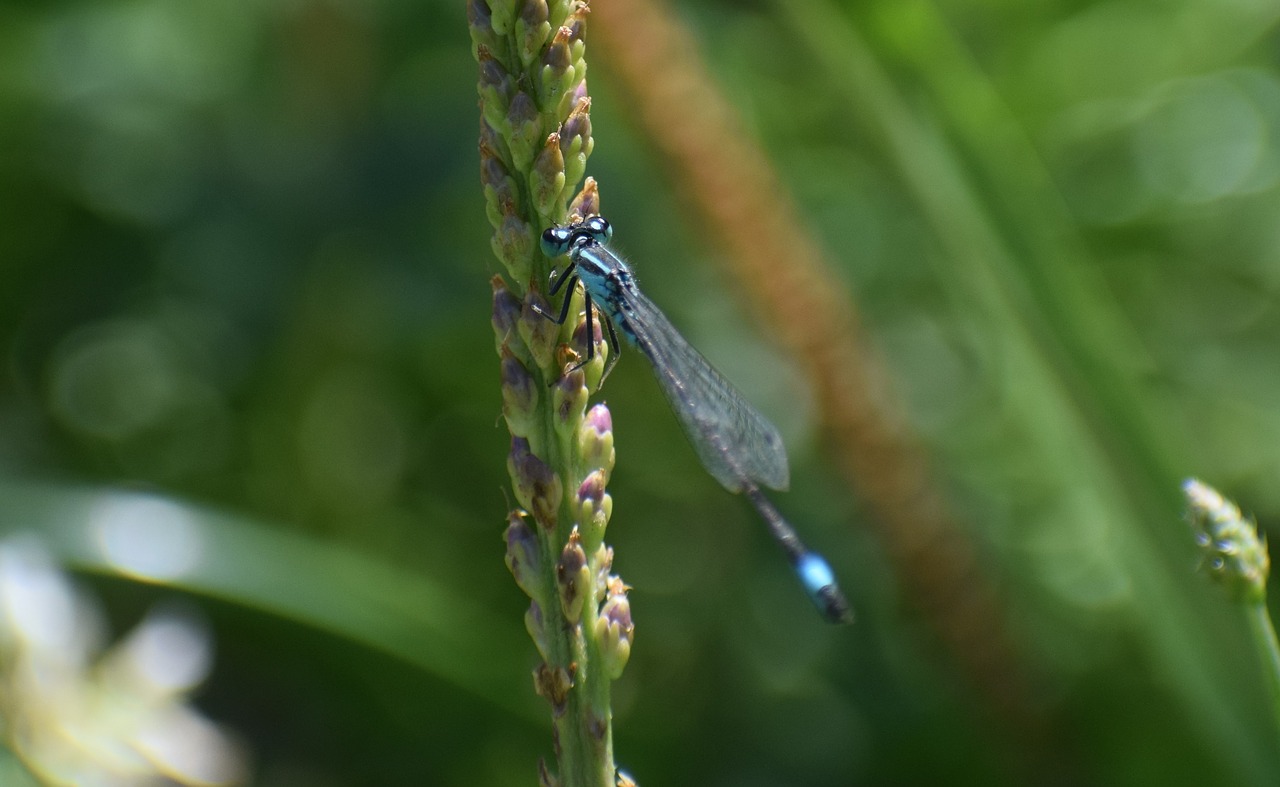 insect  dragonfly  nature free photo