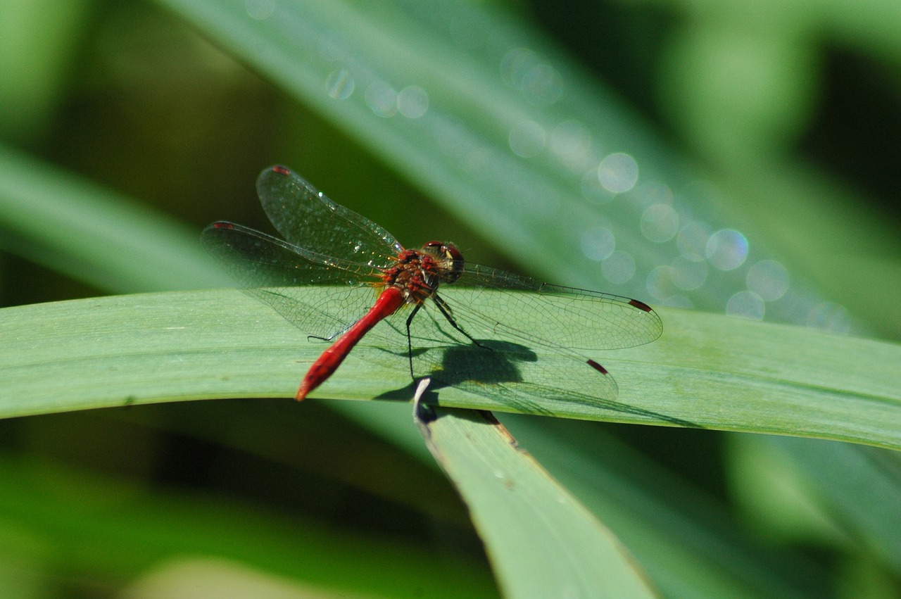 insect  nature  leaf free photo