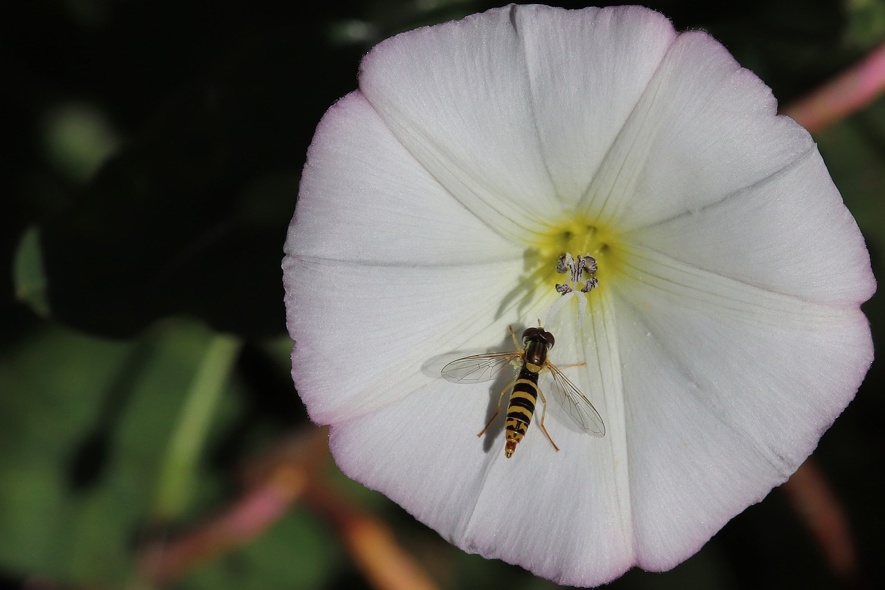 insect  petrol stations  white blossom free photo