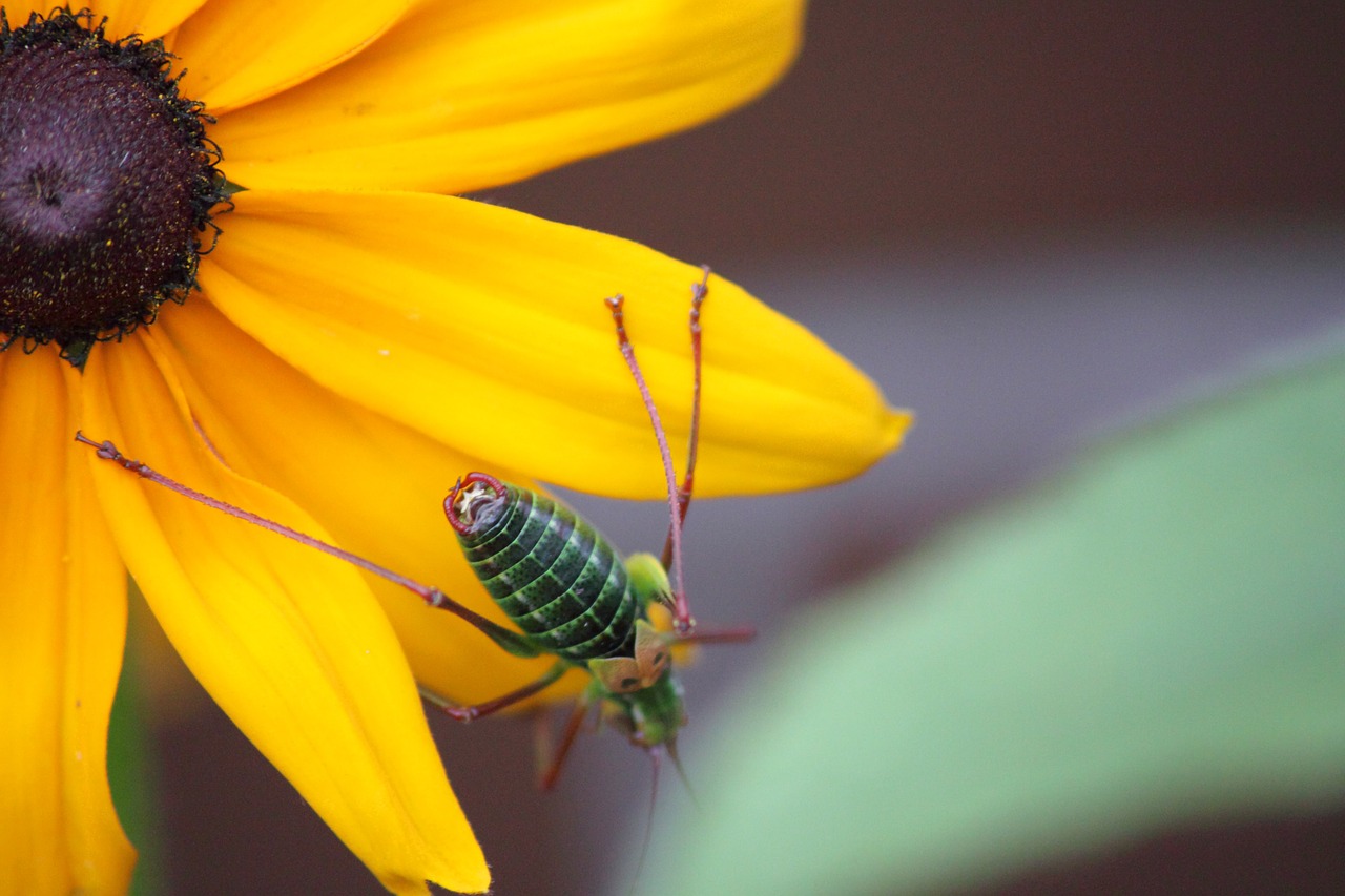 insect  nature  beetle free photo