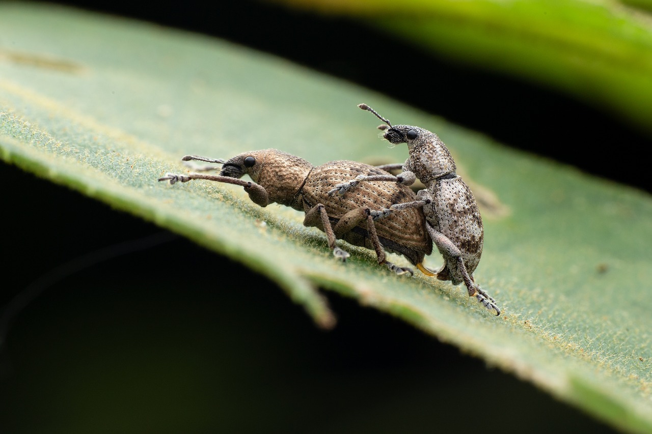 insect  curculionoidea free pictures free photo