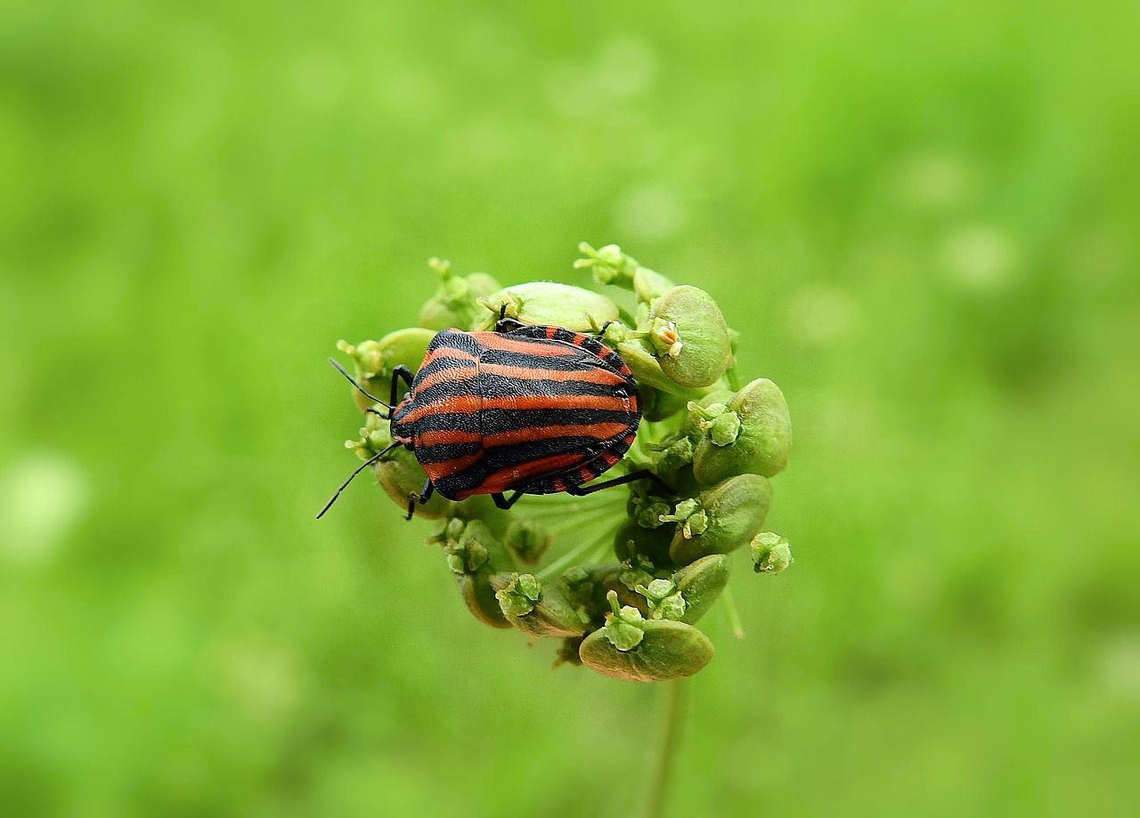 insect  macro  nature free photo