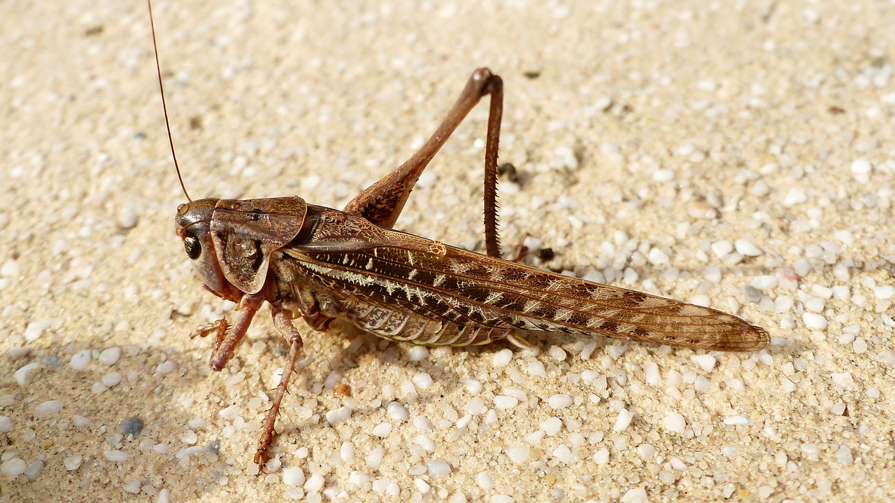 insect  grasshopper  nature free photo