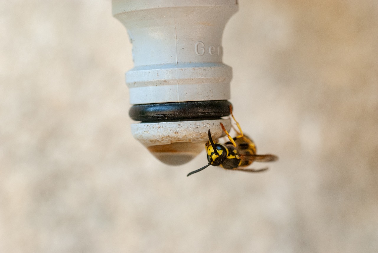 insect  wasp  macron free photo