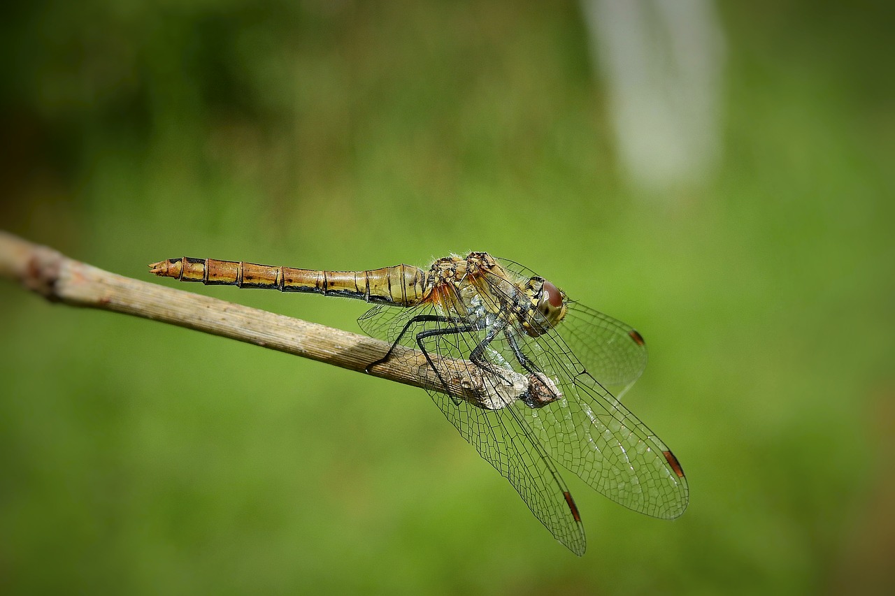 insect  ważka  nature free photo