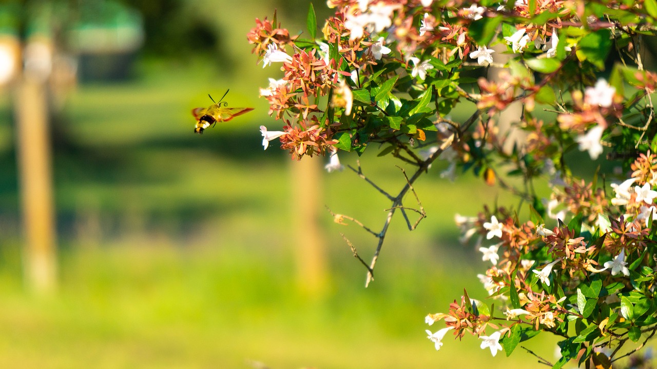 insect  flowers  nature free photo