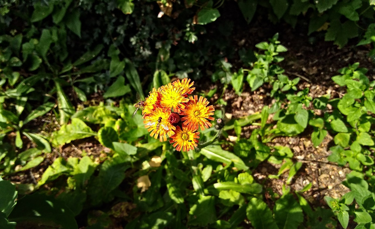 insect  hoverfly  blossom free photo