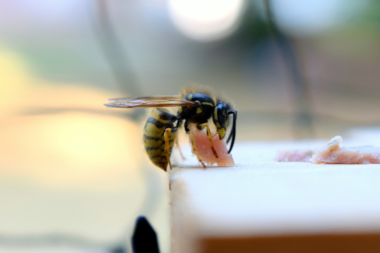 insect  wasp  prey free photo