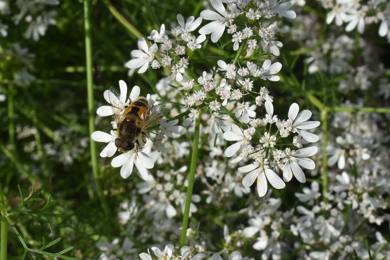 insect  flowers  coriander free photo