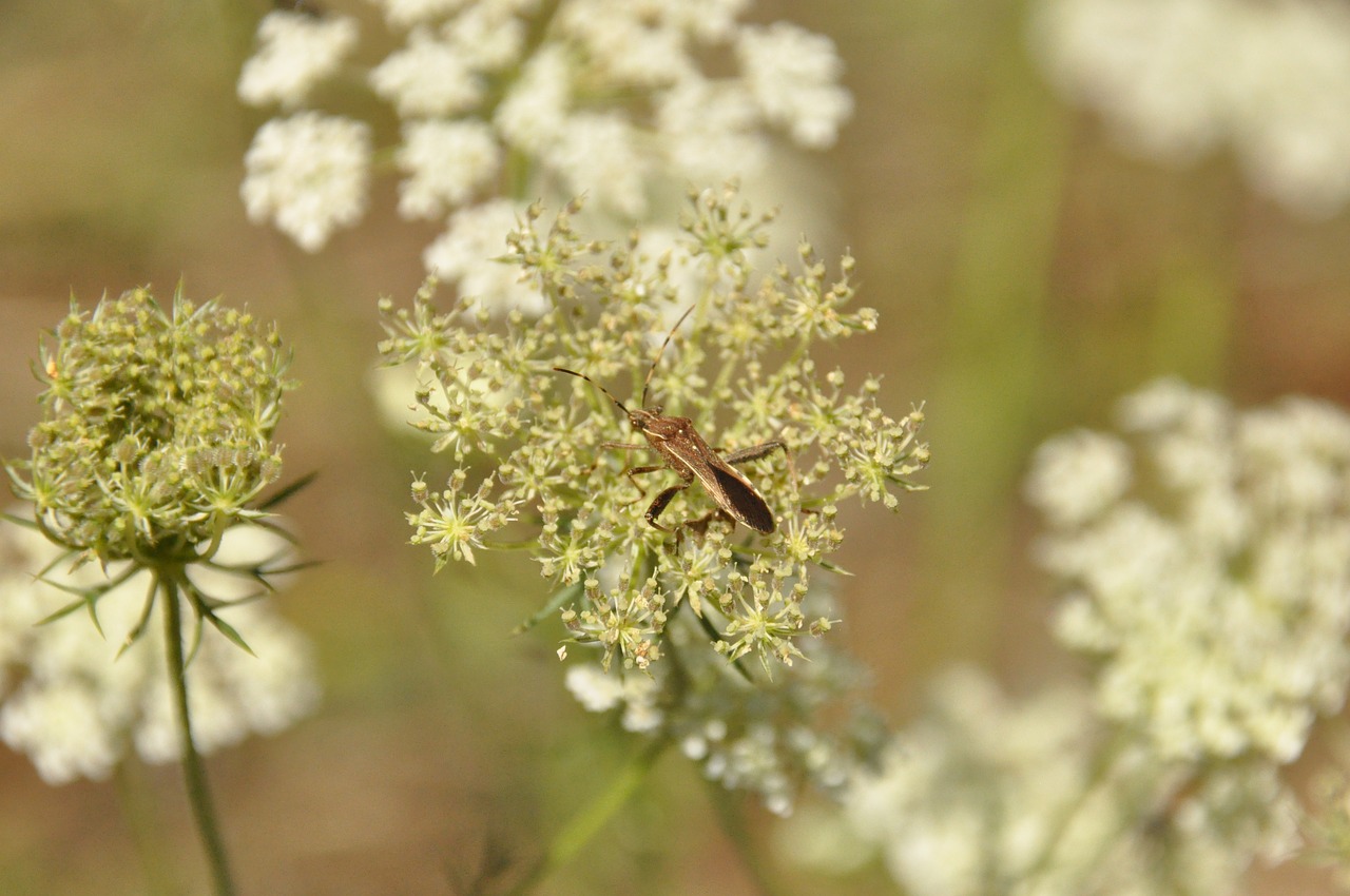 insect  flowers  forage free photo